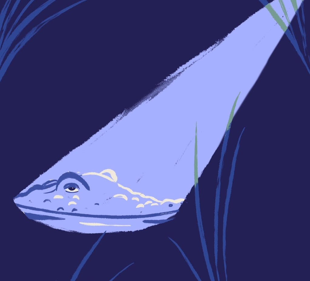 Illustration by Jasmine Hortop